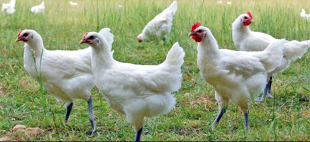 Elevages de poules en plein air